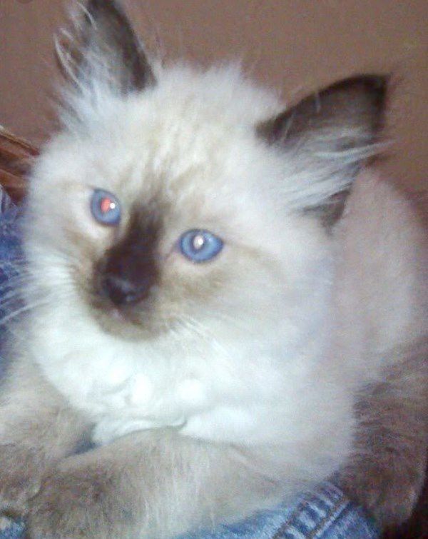 Pet Star 106.jpg